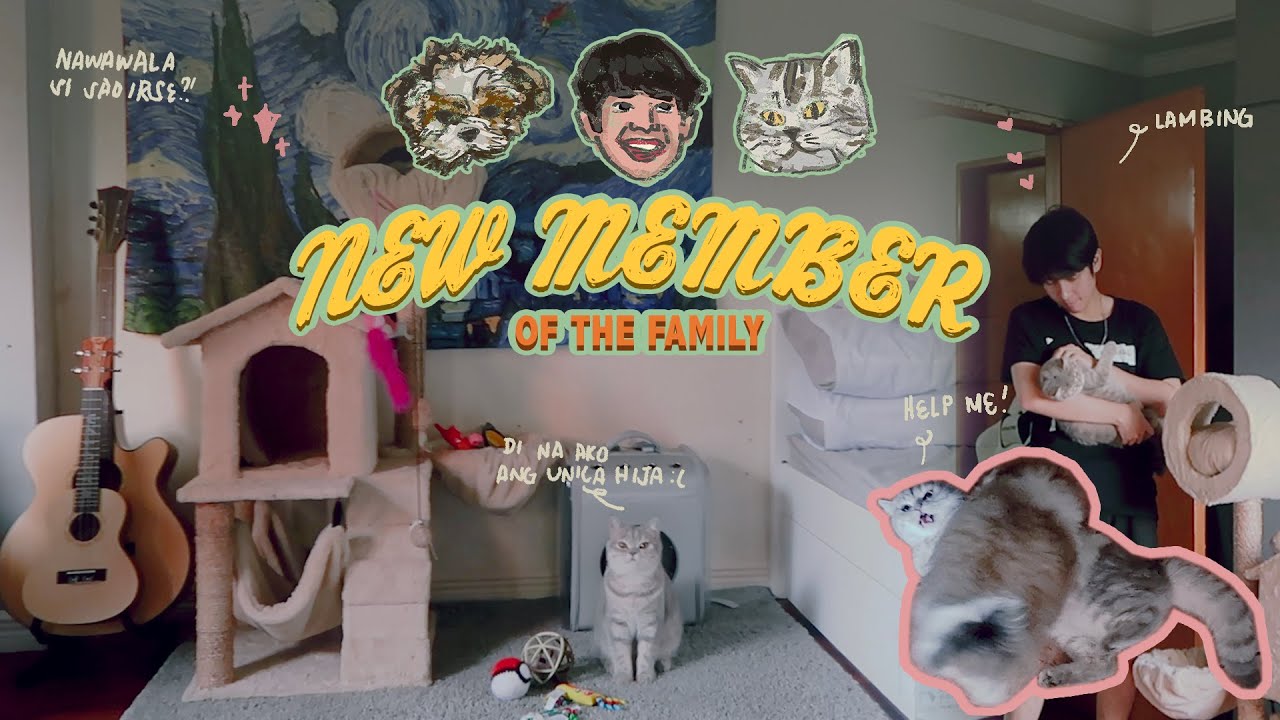 new member of the family | my cat is missing?