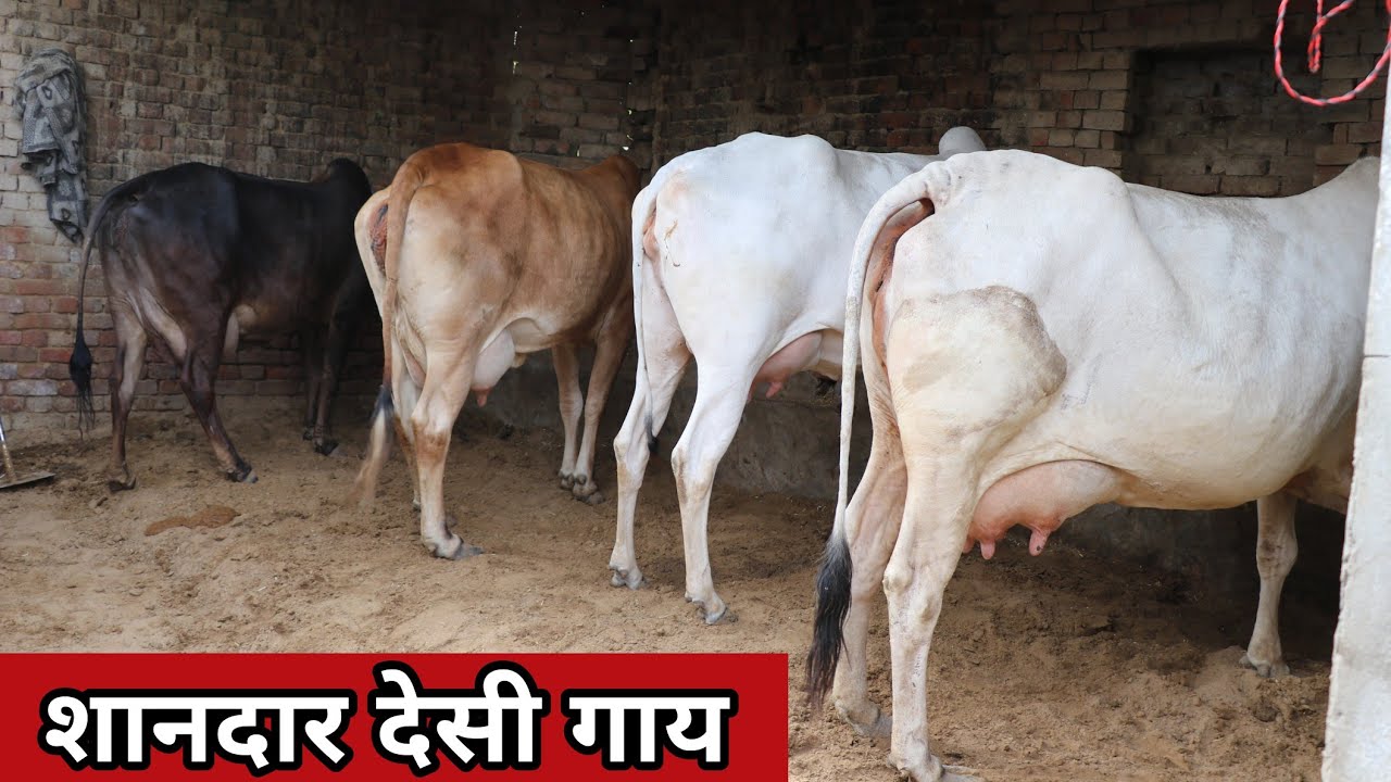 शानदार गायों वाला फार्म - हरियाणा देसी गाय मिलेंगी आपको बिल्कुल जायज कीमत पर || भिवानी रोहील्ला