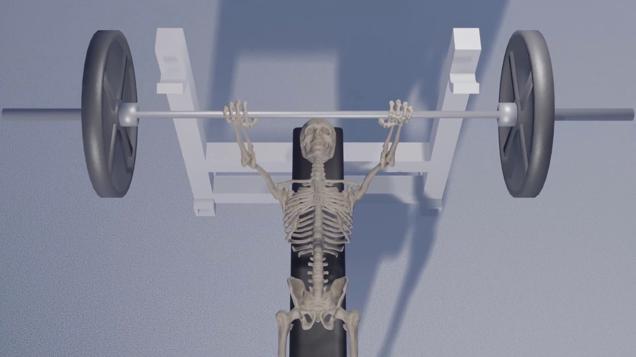 Muscle Movement