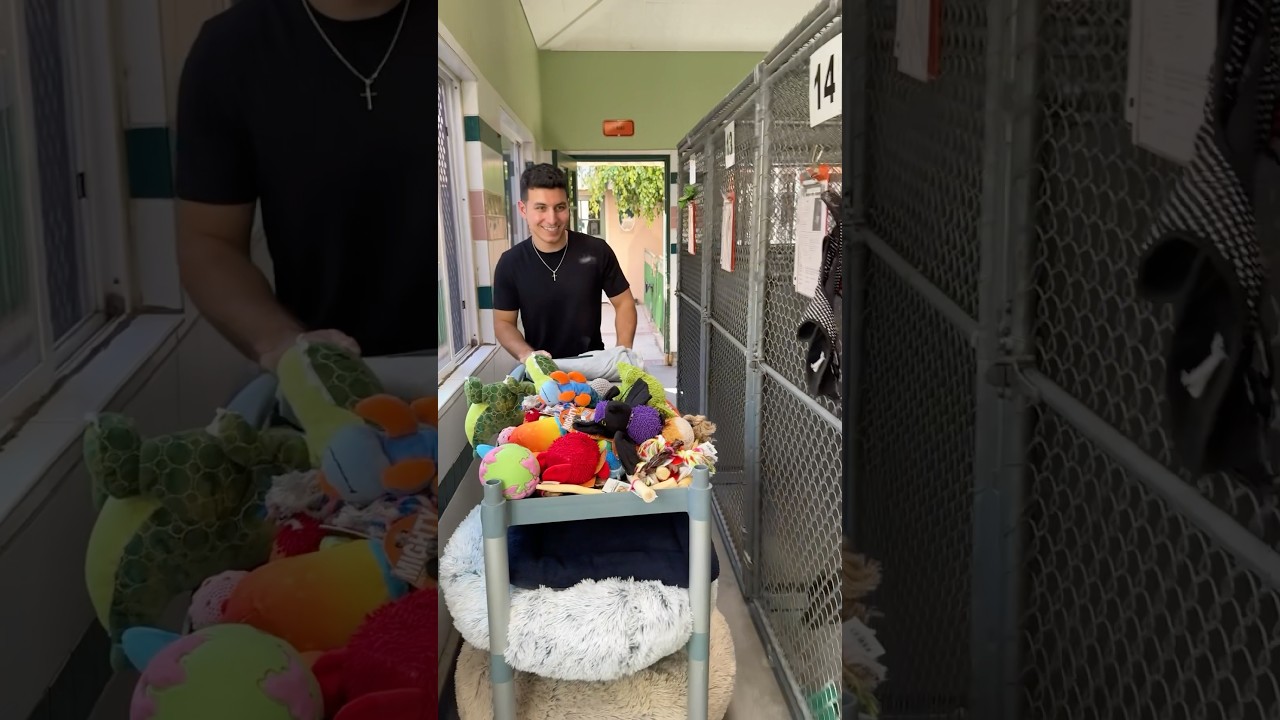 I SURPRISED shelter dogs 🥺❤️