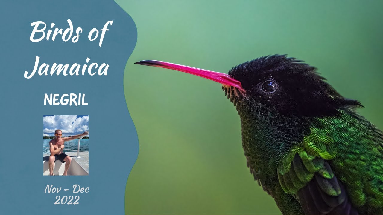 Birds of Jamaica - a Selection