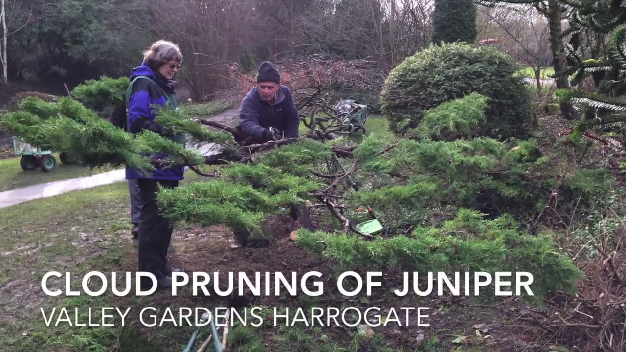 Cloud pruning  of Juniper Valley Gardens Feb 2017