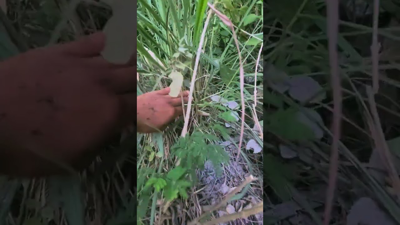 Fever Grass