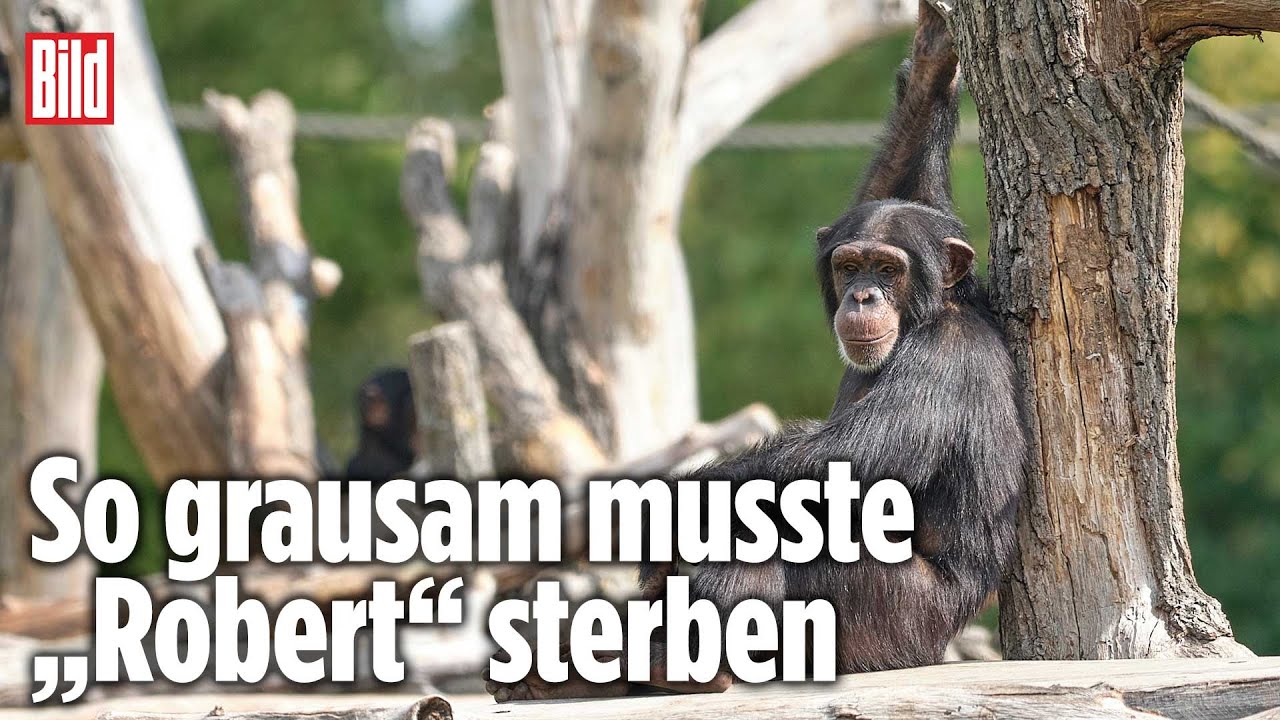 Schimpansen treiben Ex-&bdquo;Anf&uuml;hrer&ldquo; in den Tod