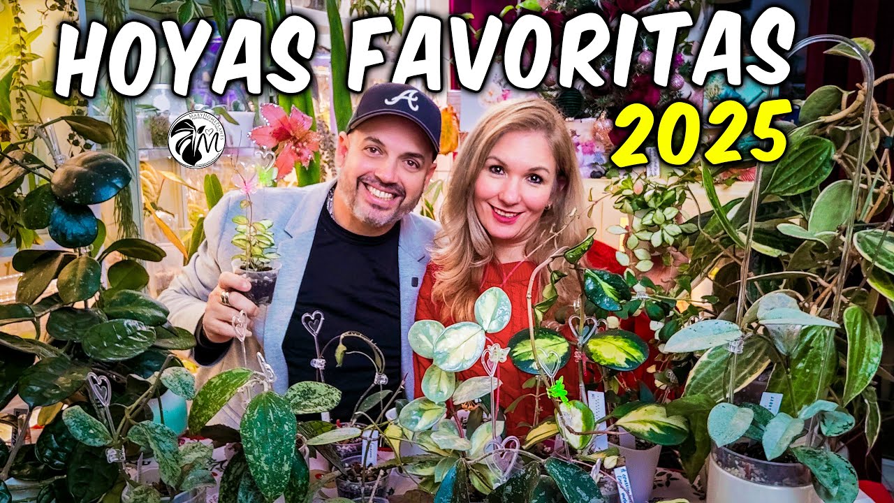Nuestras 20 Hoyas Favoritas del 2025 | Variegadas, Raras y ESPECTACULARES 🌿
