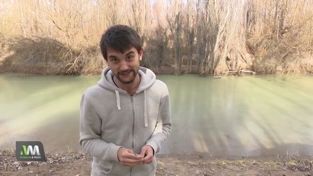 Almeja asiática invasora