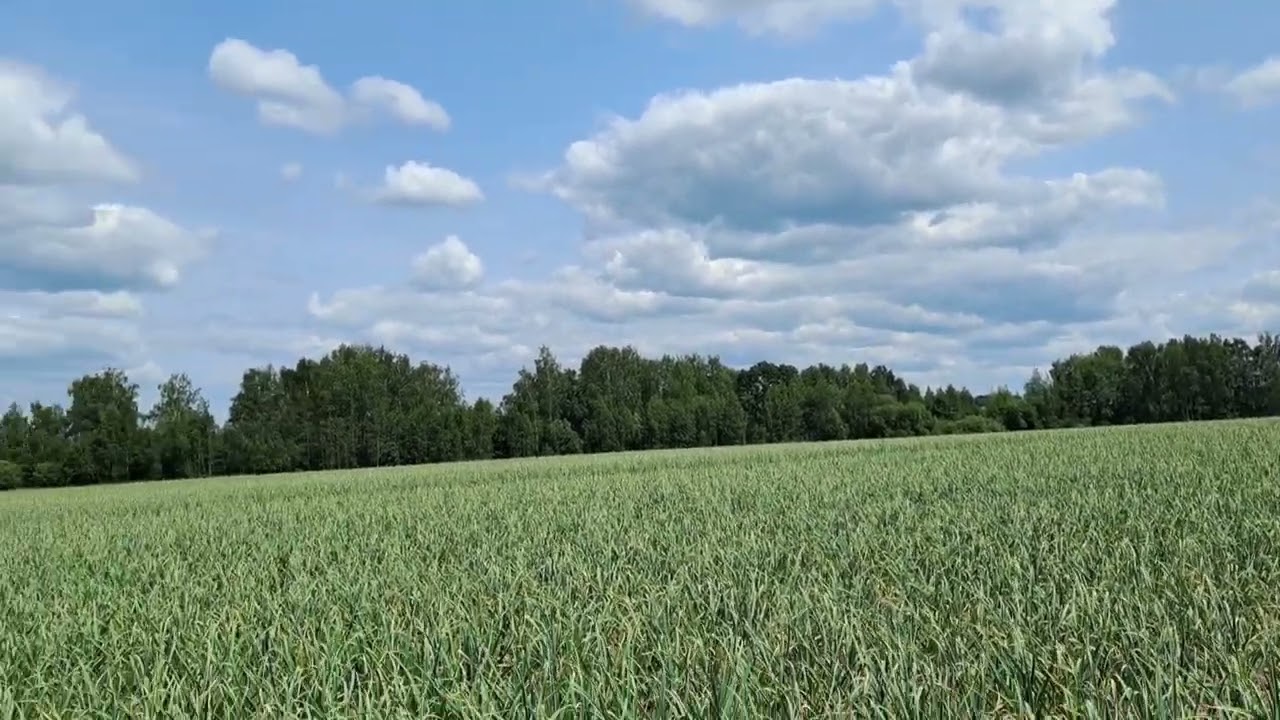 Состояние чеснока на 12 июня 2025. Масовый выход стрелки.