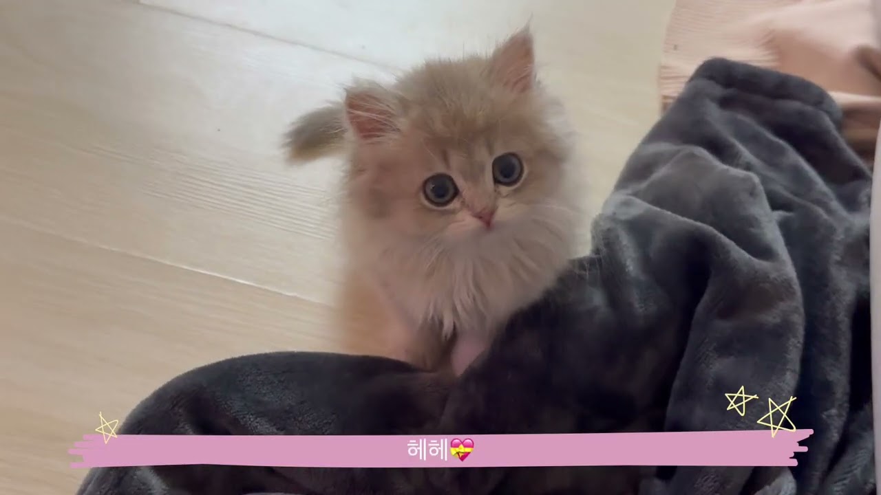 아기고양이 설이 #고양이 