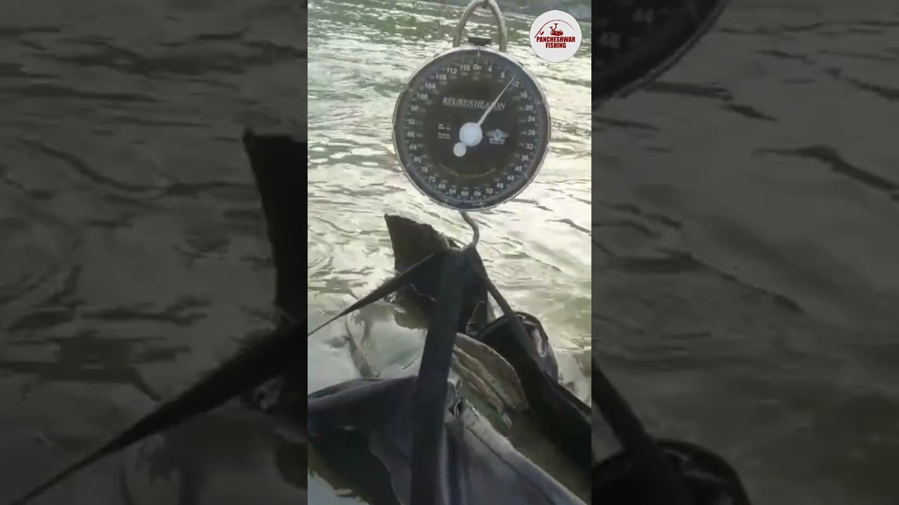The Giant Devil Catfish