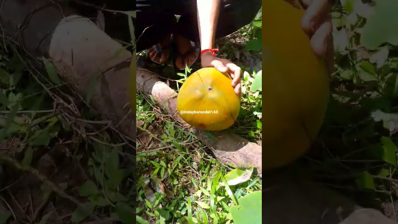 YELLOW COCONUT SPLITTING IN EASY WAY ASMR SOUNDS #satisfying #coconut #fruit #viral #short