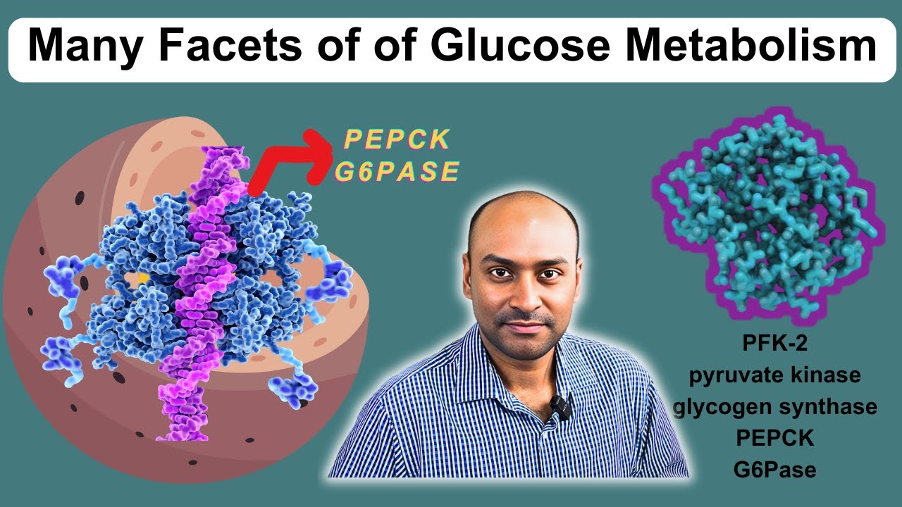How Phosphorylation and Dephosphorylation Regulate Glucose Metabolism