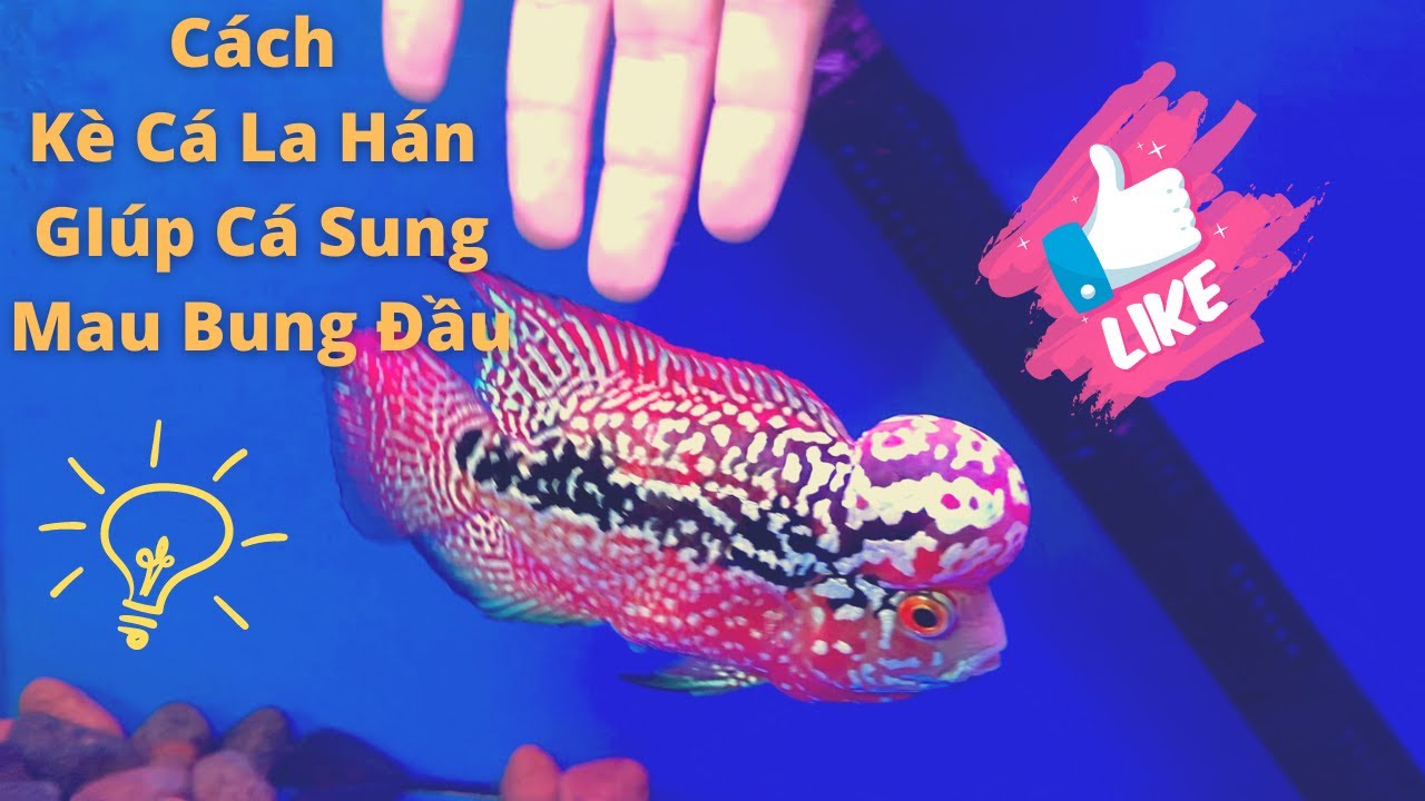Bí Quyết Giúp Cá La Hán Sung Nhanh Bung Đầu - Kè Cá La Hán  | Cá Cảnh Đại Lâm Mộc