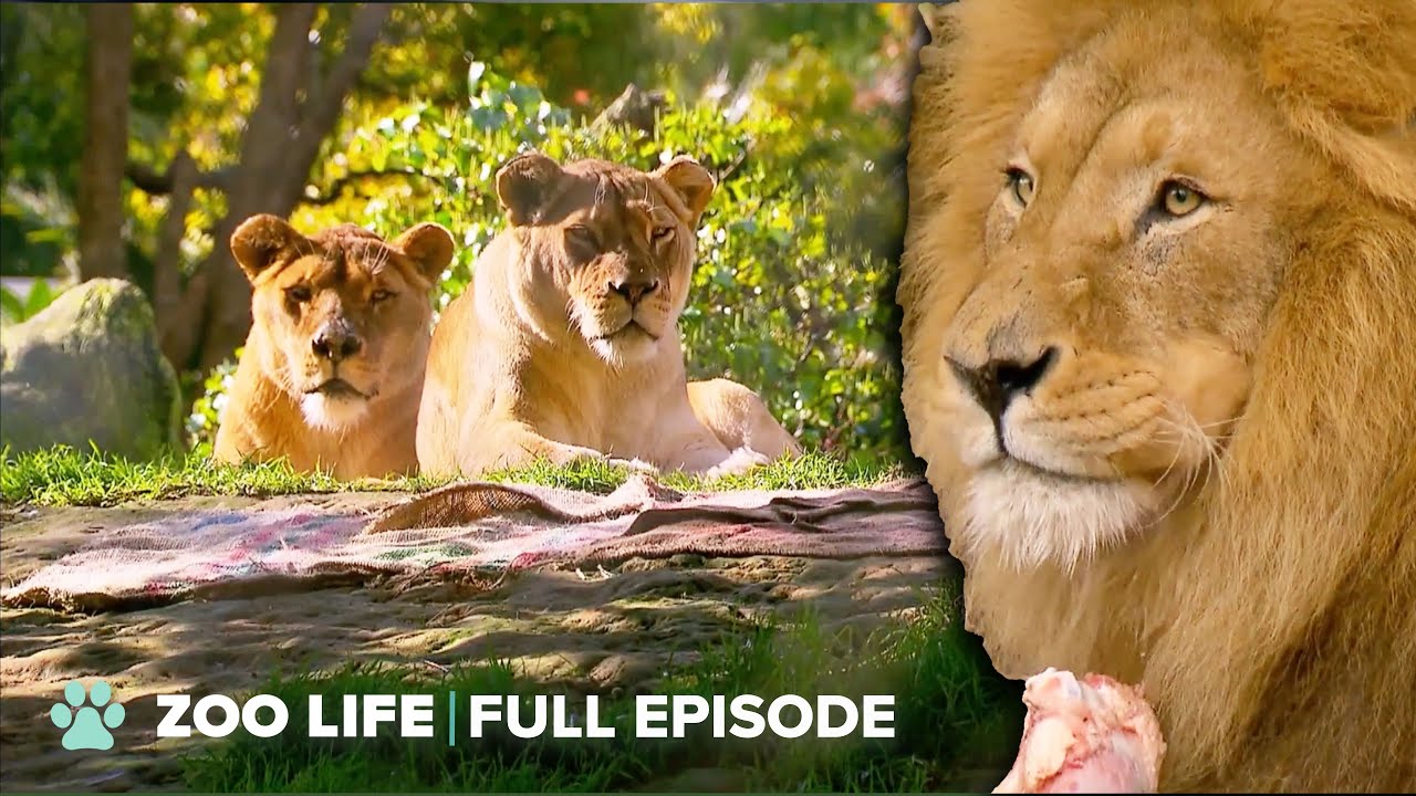 Alpha Male Lion Leaves His Pride | The Zoo