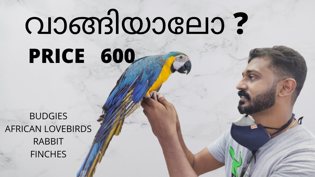 PRICE 600 MACAW വാങ്ങിയാലോ ? AFRICAN LOVEBIRDS/FINCHES/SEEB MUSCAT BIRD MARKET