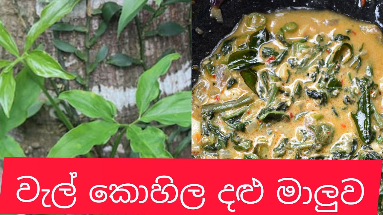 wel kohila dalu maluwa /wel kohila curry/වැල් කොහිල දළු මාලුව / /sri lankan traditional food recipes