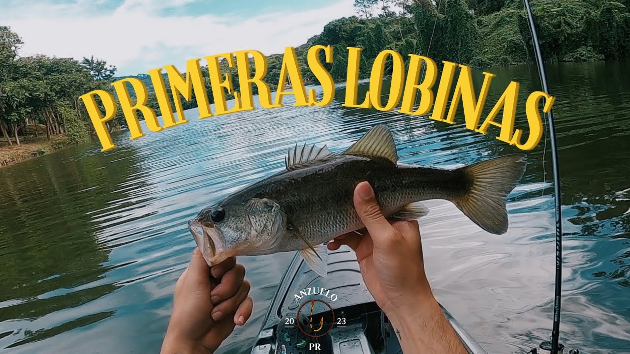 Fui a comprar un kayak y terminé pescando mis primeras lobinas