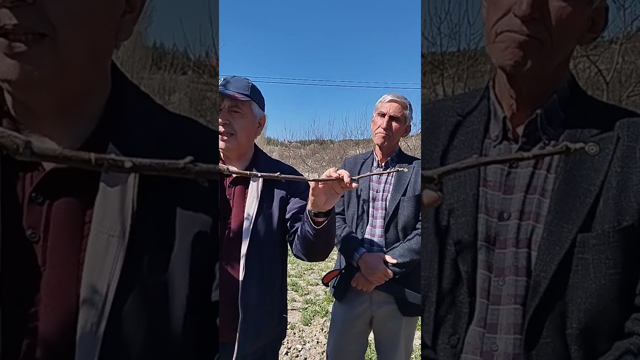 Cevizde Budama Kursu