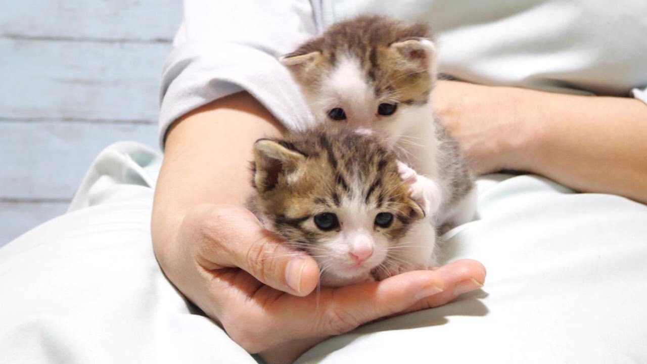 Уход за котенком был милым [котенок/кот под защитой]