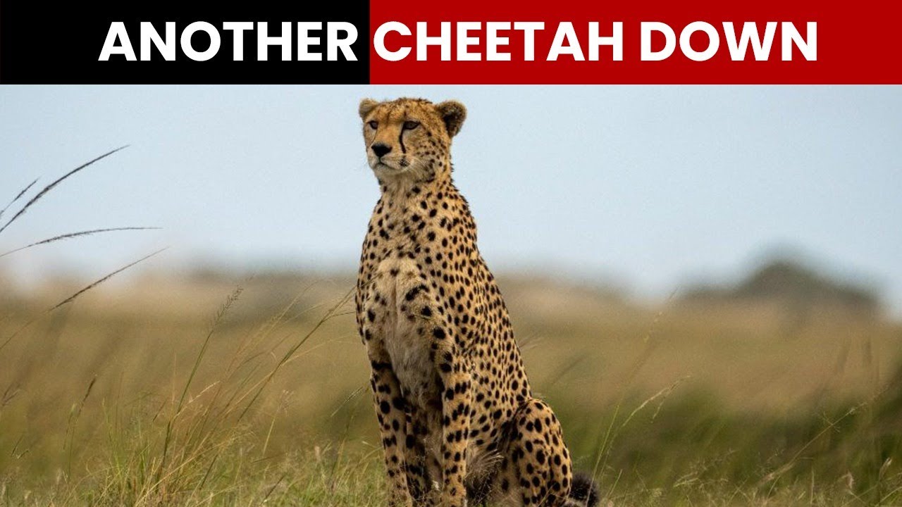 Another Cheetah Dies | NewsMo