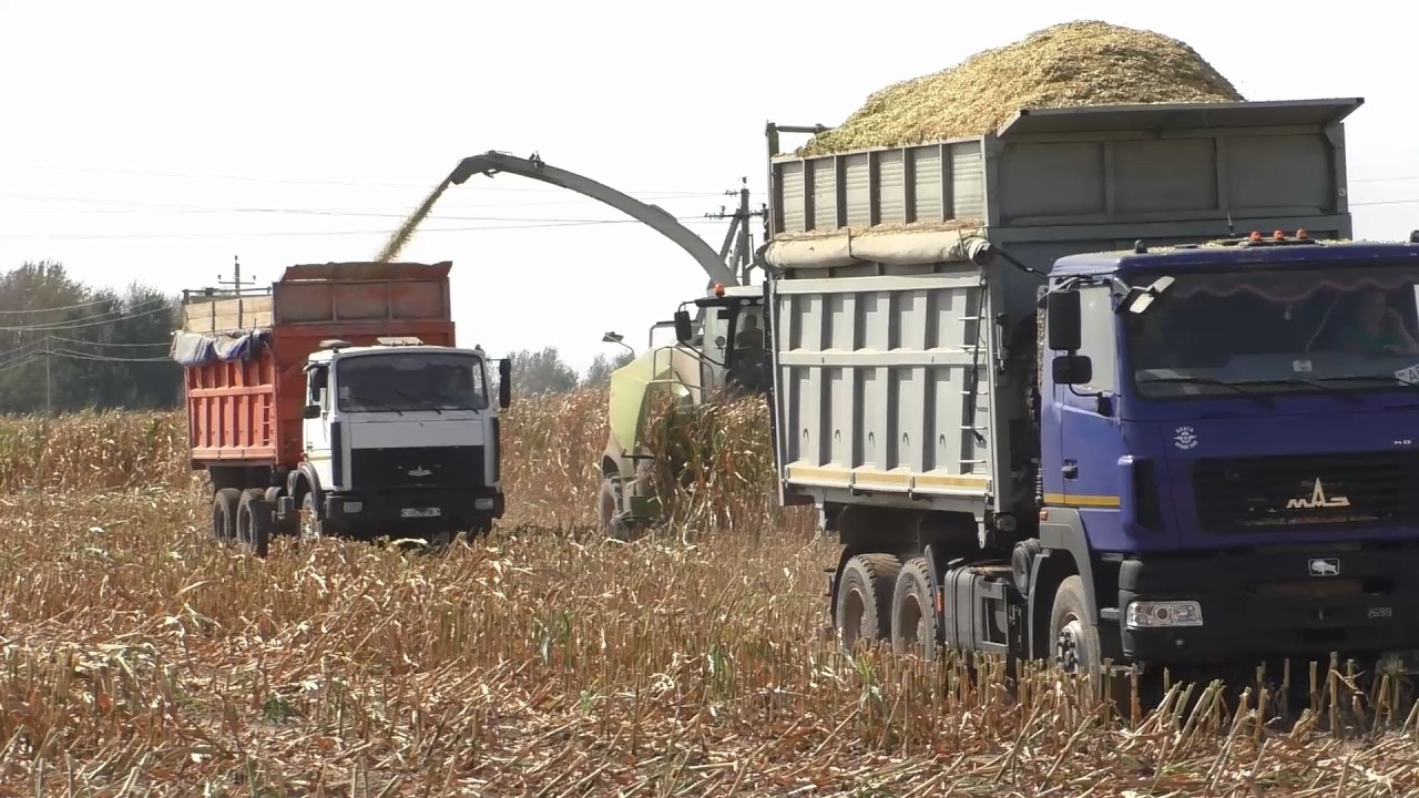 Эффективная уборка кукурузы: Claas Jaguar 870 в деревне Мокрое