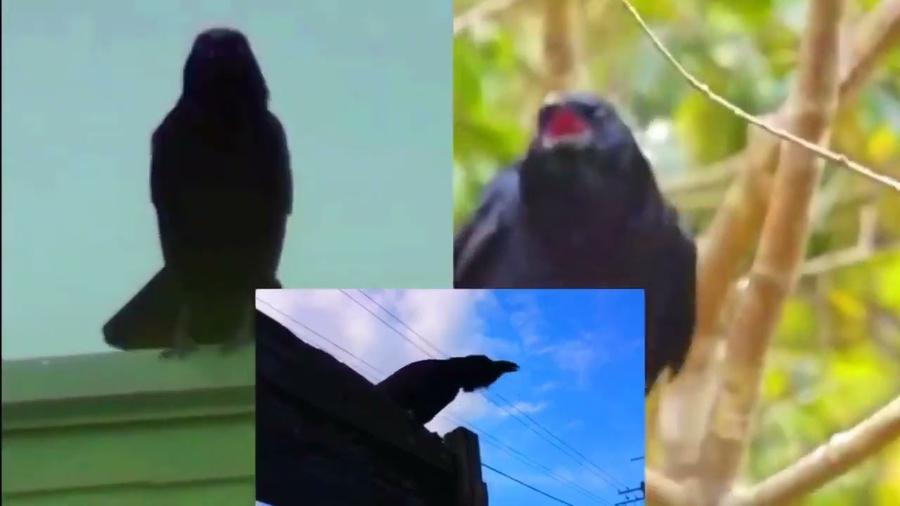 カラスの合唱テクニック