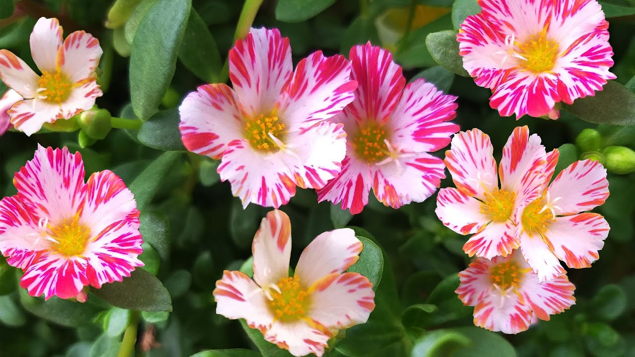 Portulaca Oleracea - Portulaca Grandiflora - Sun Rose..