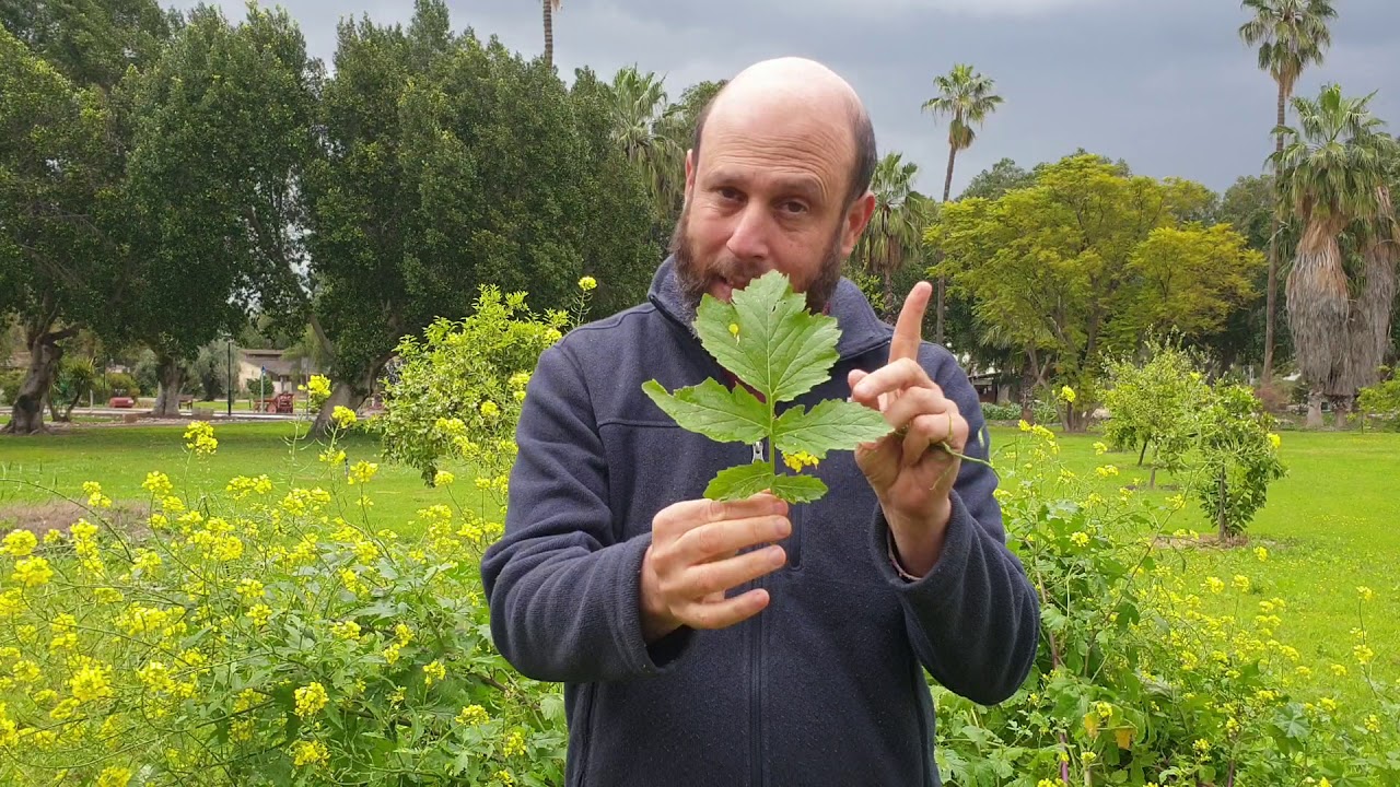 סרטון מס' 4 - חרדל