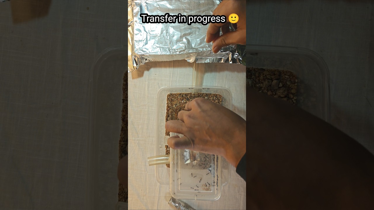 Cheapest Ant Setup 😱🐜 | Ant Colony Transfer Successfully Done! 