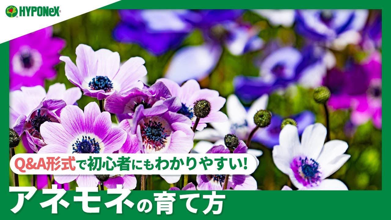 ☘127：アネモネの育て方｜きれいな花を咲かせるには？水やりや肥料など日々の管理もご紹介 【PlantiaQ&A】植物の情報、育て方をQ&A形式でご紹介