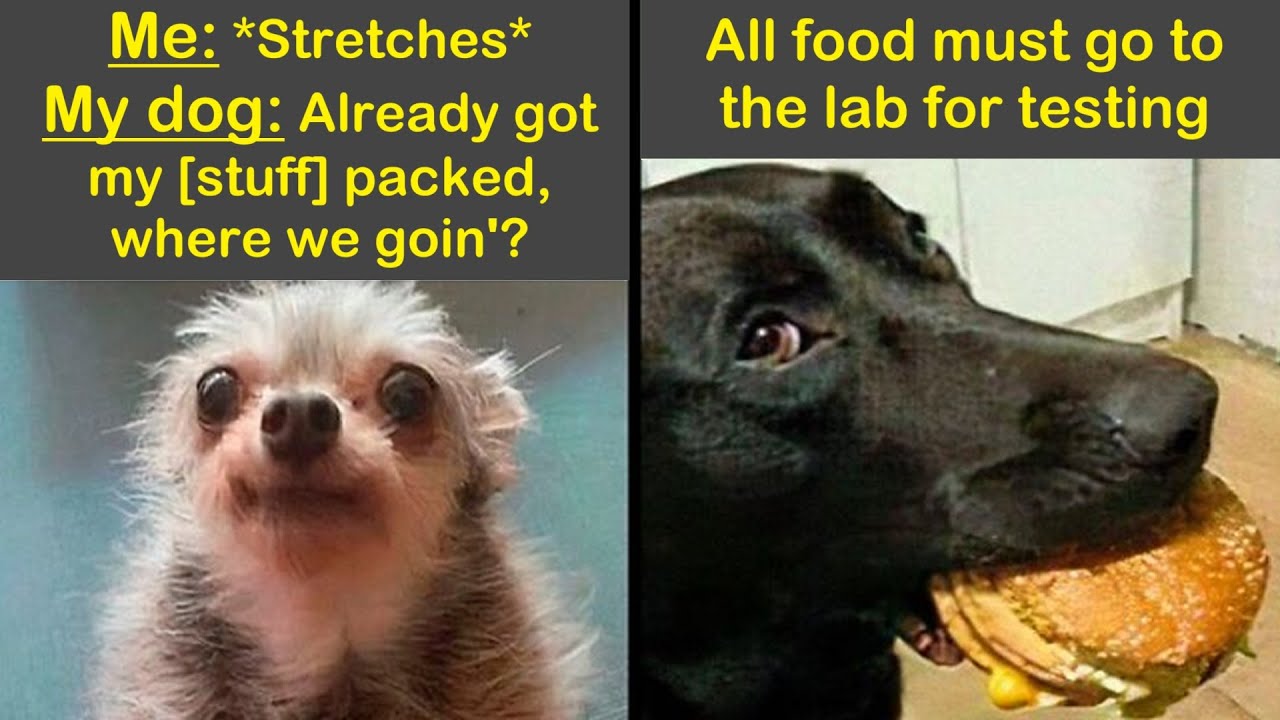Funny And Wholesome Memes For Those Who Identify Themselves As Dog People | Humor Sweet