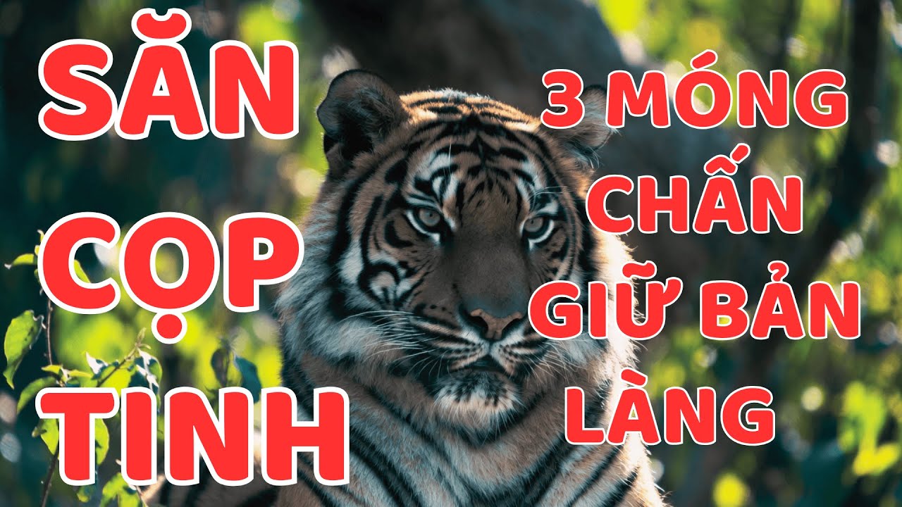 SĂN CỌP TINH 3 MÓNG || Người Rừng Kể Chuyện