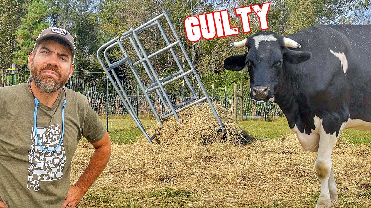 Our Steer Moody Has Been BAD!