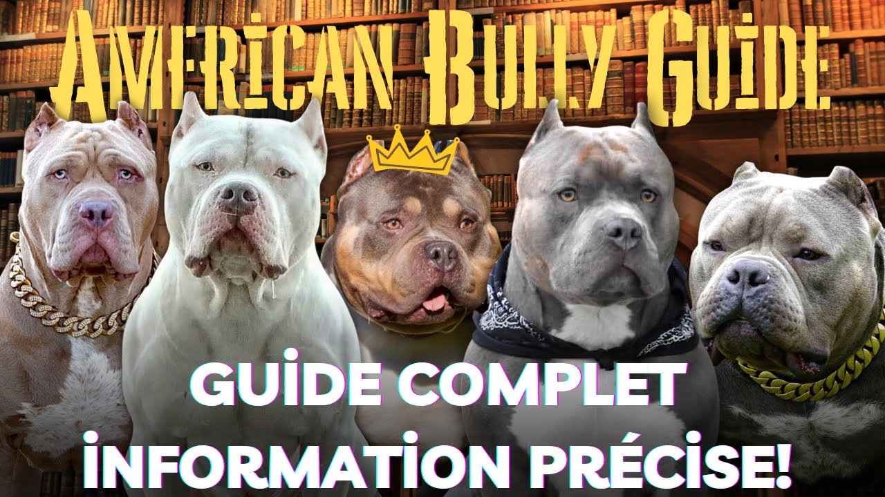 AMERICAN BULLY - LE GUIDE COMPLET DES BULLIES DE POCHE, STANDARD ET XL