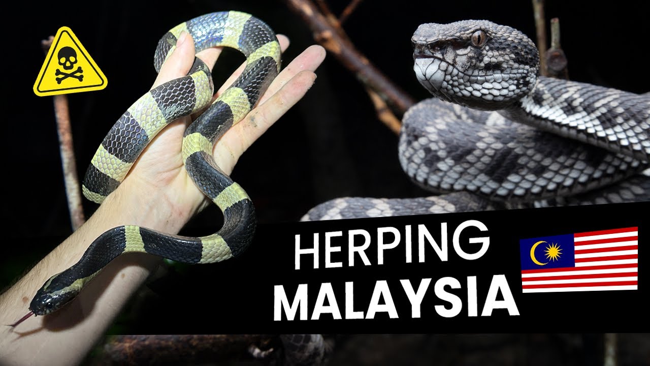 Herping in Malaysia for the first time! Vipers, Kraits, & More!