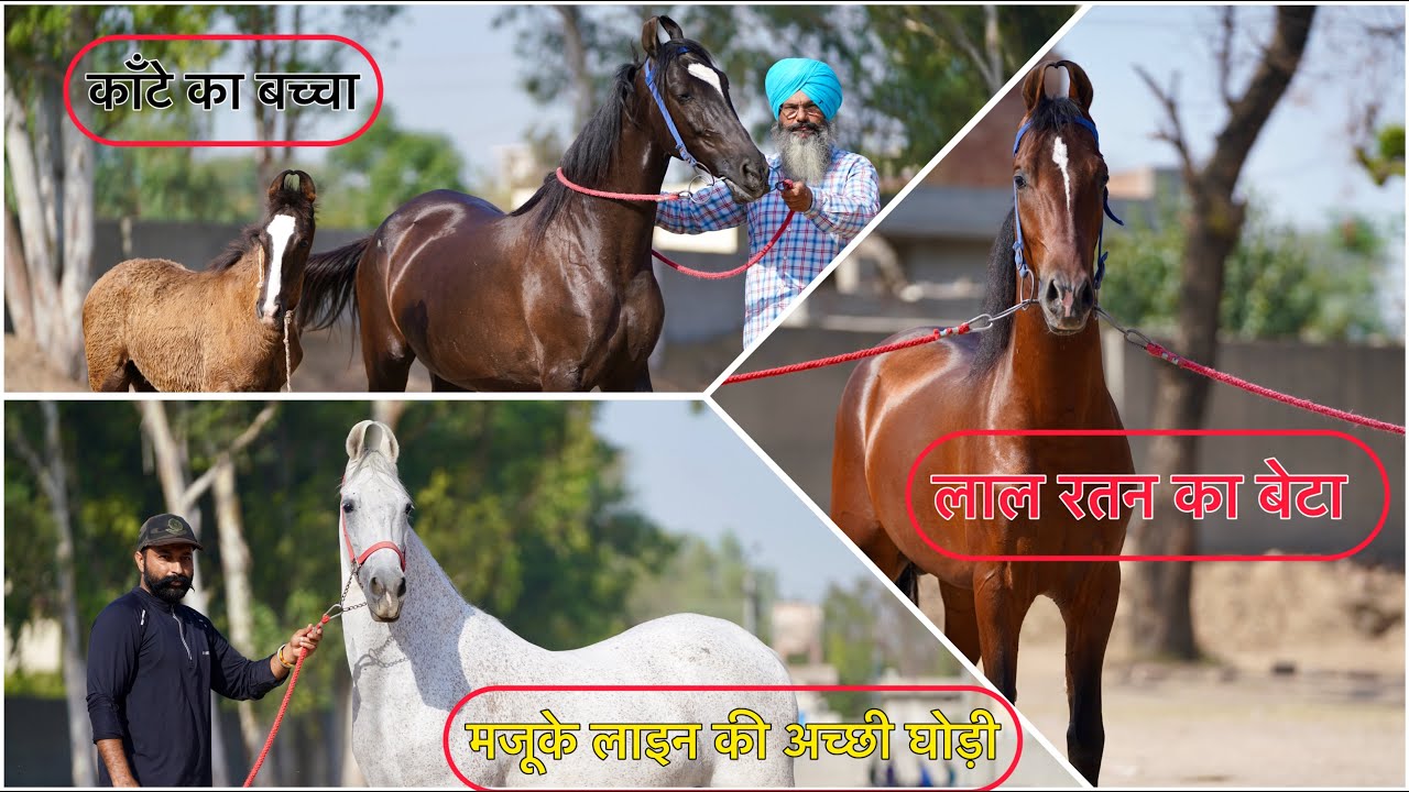 पंजाब के गुरचरण सिंह जी जिन्होंने अपनी मेहनत से बनाई अपनी पहचान अच्छी घोड़ी से अच्छी ब्रीडिंग