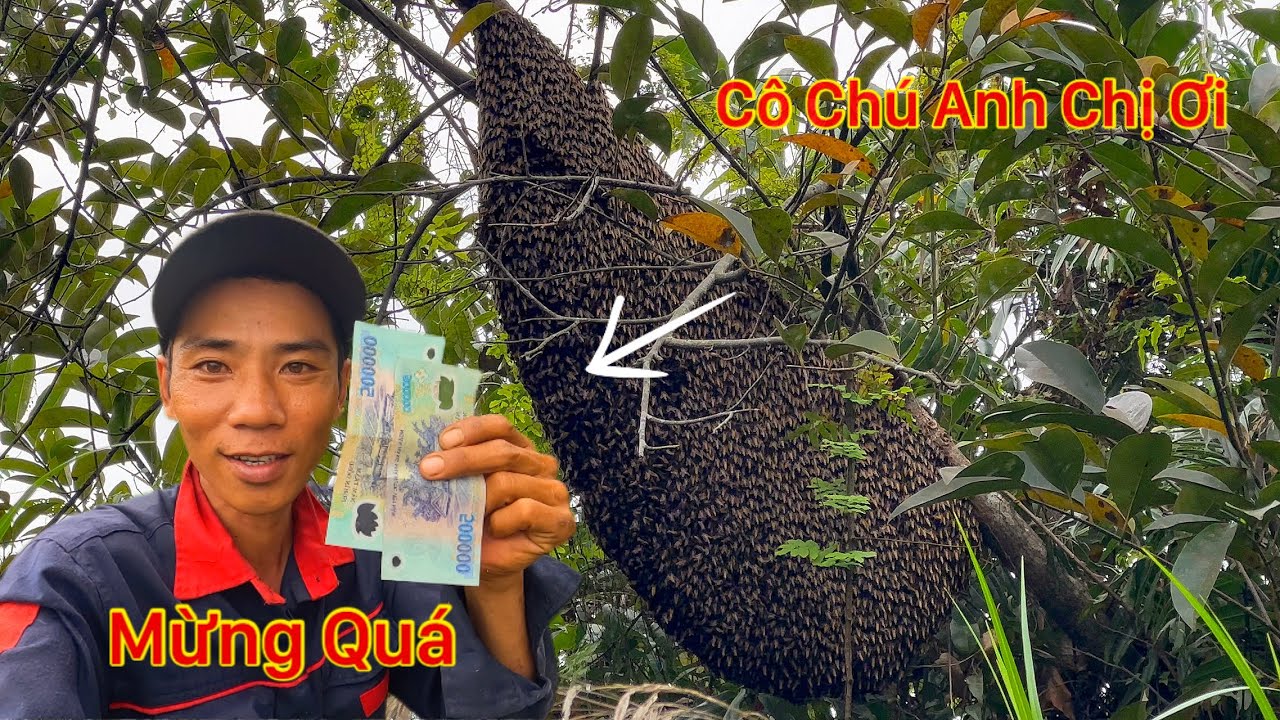 Sáng Sớm Vô Mánh Được Tiền Triệu Trúng Luồng Gặp 8 Tổ Ong Không Ngờ Tới