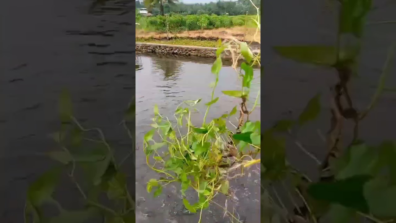 organic feeding 😊😋 #shortsvideo #fishpond #tilapia #tips #ideas #organic #feeding