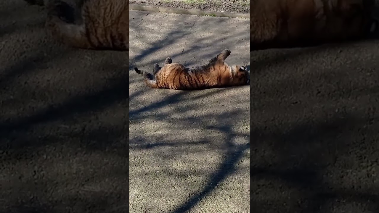 Era bună mai multă iarbă? -NĂMOLOS VĂRGAT!?🐯👁️🐯