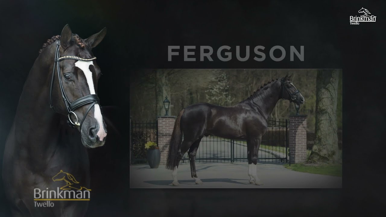 Ferguson Floriscount x Lauries Crusador