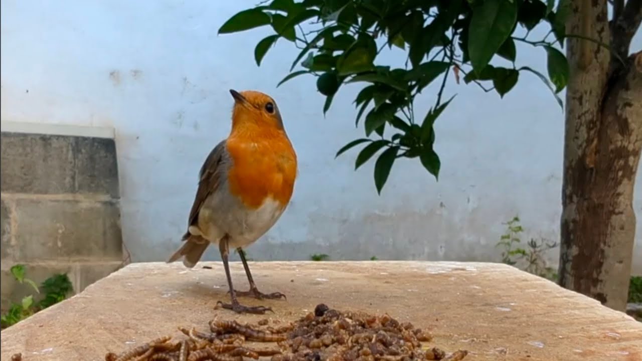 The summer robin in Malta, 14-16Jul 2025