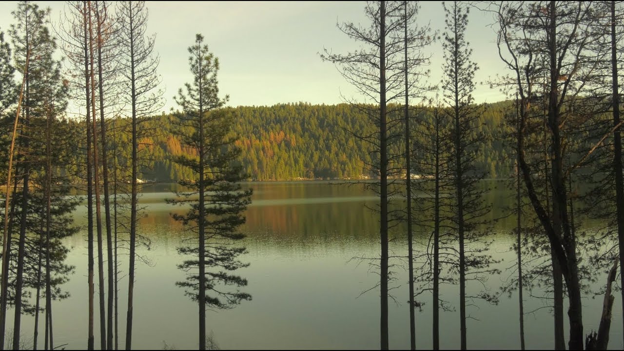 Restoring Our Forests: Managing the Recovery
