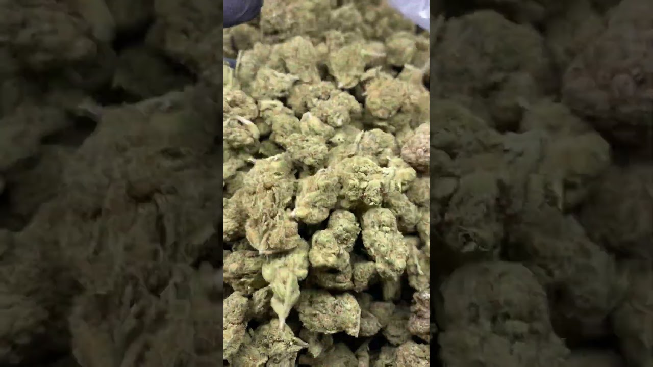 Say Farm  - Super Silver Haze - [LUXURY SELECTION]