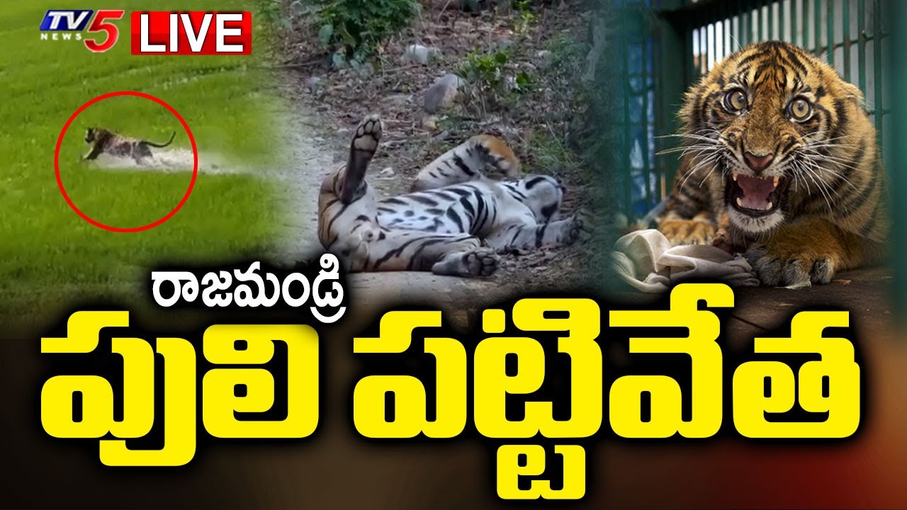 Live: బోనులో పెద్దపులి | Rajahmundry Tiger Caught And Being Shifted Safely || TV5 News