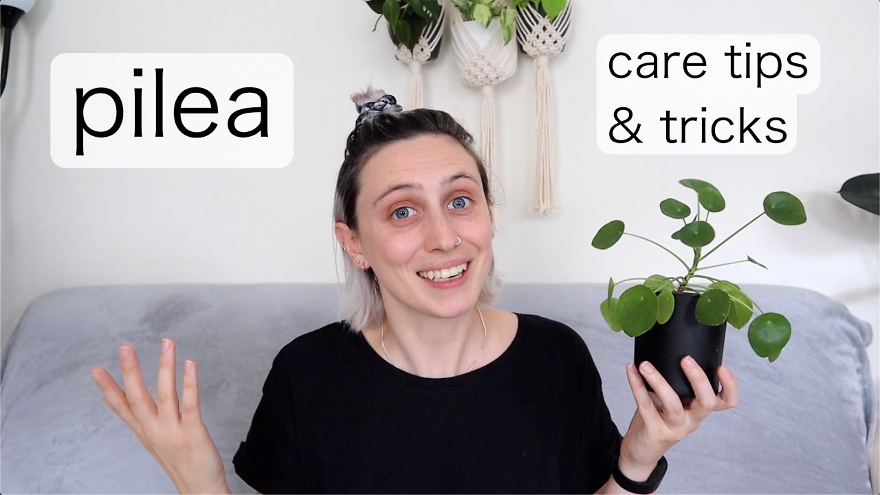PILEA PEPEROMIOIDES Care | Chinese Money Plant Tips & Tricks