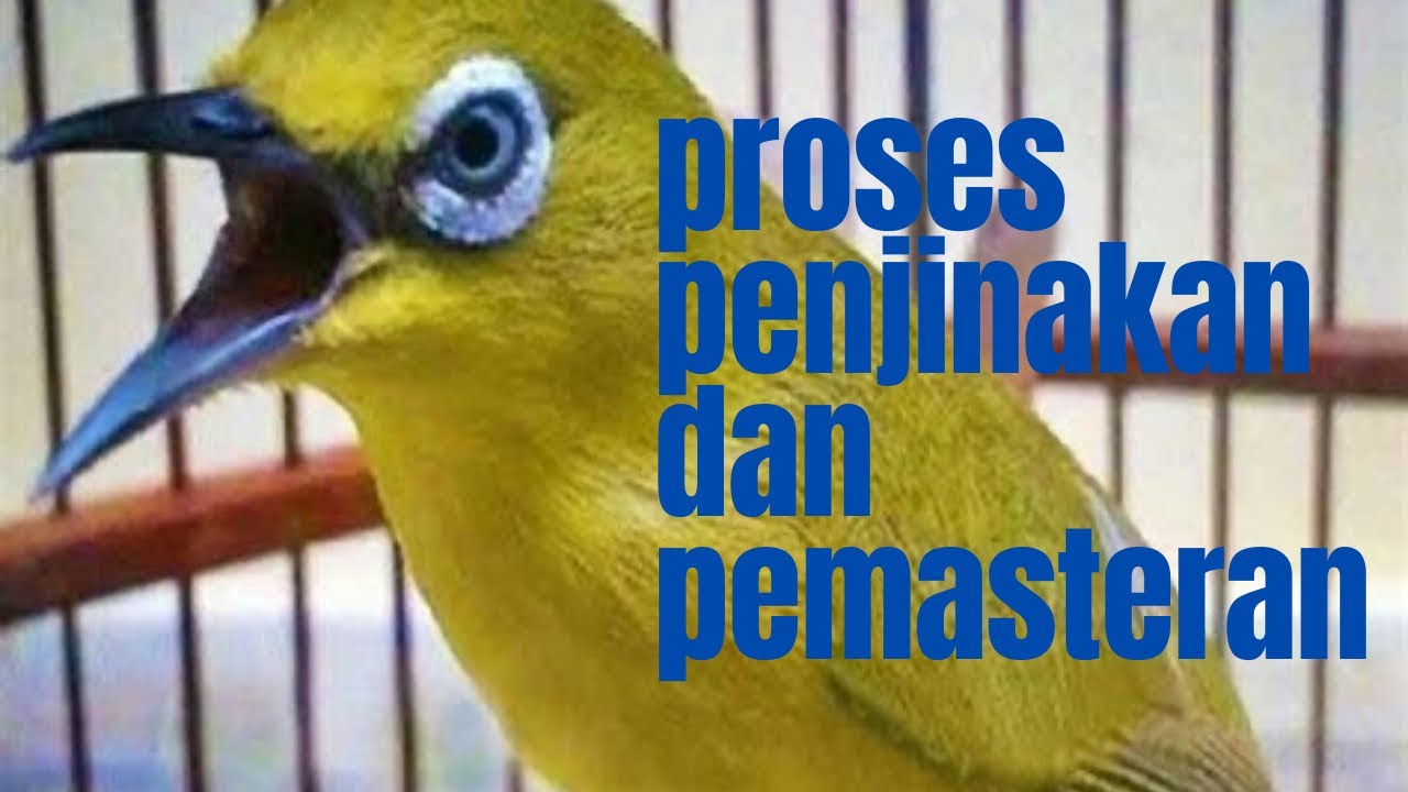 TIPS PROSES PENJINAKAN DAN PEMASTERAN PLECI DAKBAL DARI BAHAN OMBYOKAN