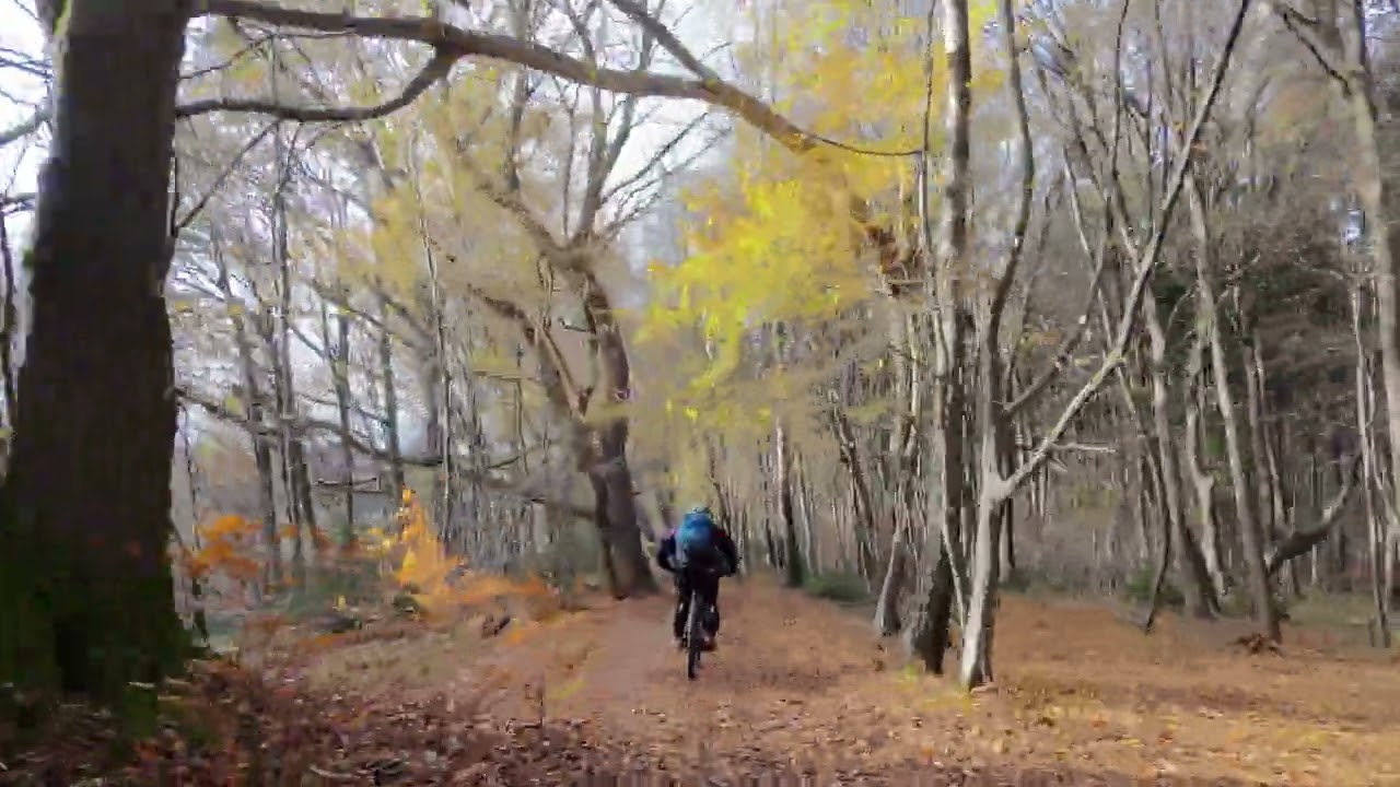 Jungfernflug DJI Neo - into the woods