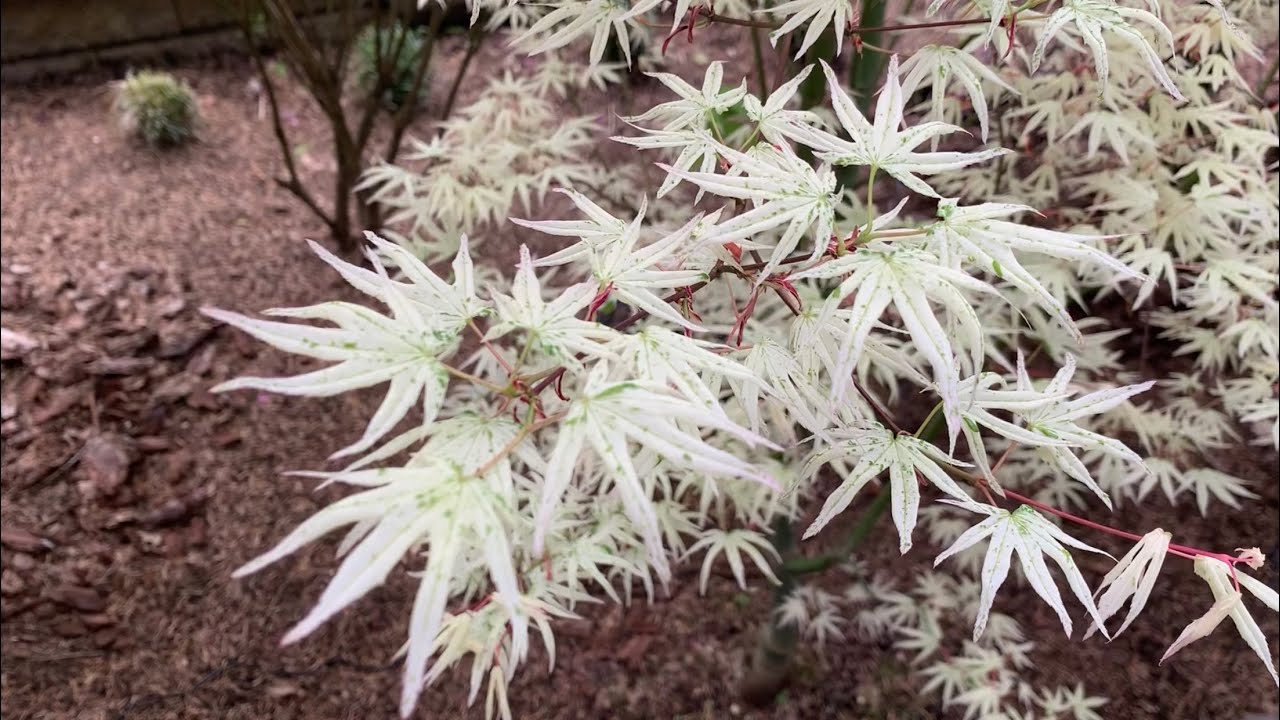 Dwarf Conifers & Japanese Maples - Later Leafing