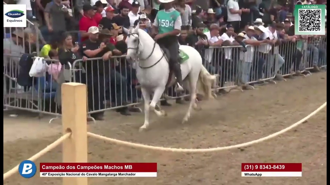 Melhores Cavalos de Marcha Batida Mangalarga Marchador 2023 competindo o grande,voz M&aacute;rio Figueiredo