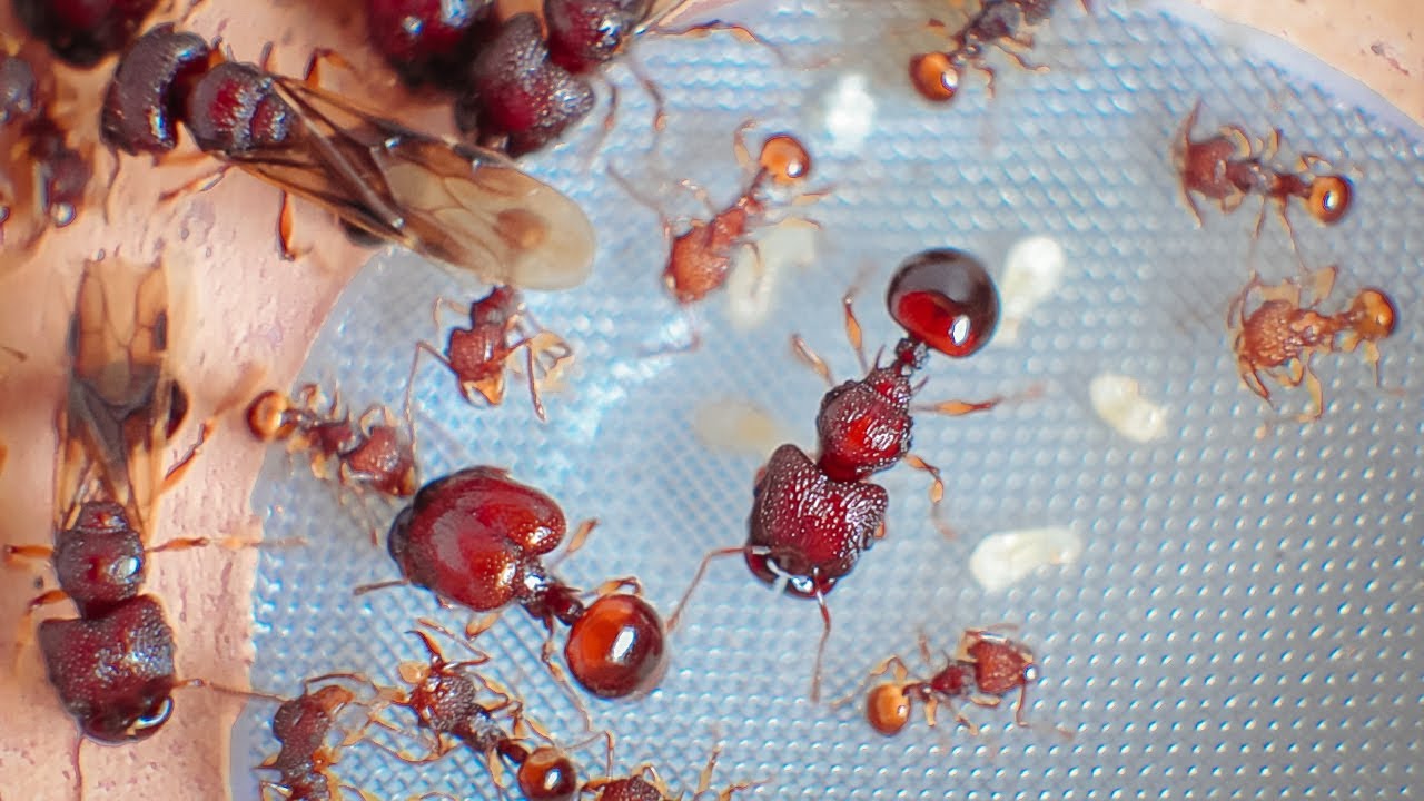 Acanthomyrmex