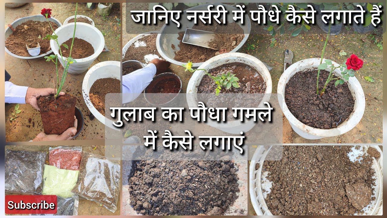 गुलाब का पौधा गमले में कैसे लगाएं | जानिए नर्सरी में पौधे कैसे लगाते हैं | Rajsingh Nursery